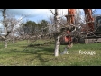 Apple Tree Removed 2 1584